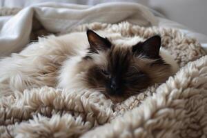 un contento himalaya gato anidado en un acogedor cama, sus mullido piel contrastando hermosamente con el suave mantas foto