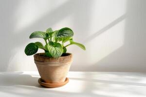 Fittonia en un marrón terracota maceta con luz de sol en contra un blanco antecedentes. foto