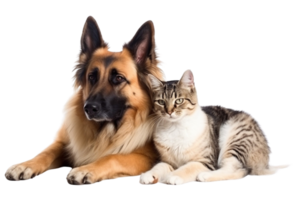 Cat and dog sleeping together on Transparent Background png