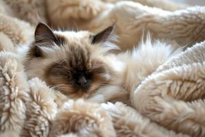 A contented Himalayan cat nestled in a cozy bed, its fluffy fur contrasting beautifully with the soft blankets photo