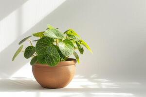 Fittonia in a brown terracotta pot with sunlight against a white background. photo