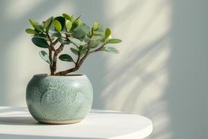 A miniature jade plant elegantly positioned in a ceramic pot on a white background. photo