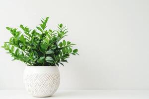 Green Zamioculcas plants displayed in white ceramic pots on a white background. photo