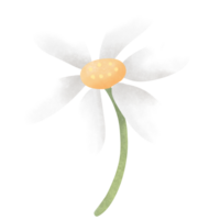 blühen Pflanzen, Blühen Blumen png