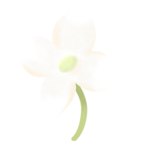 floraison végétaux, épanouissement fleurs png