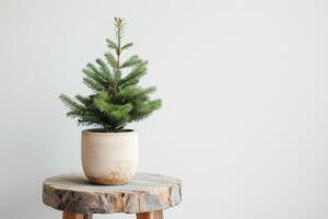 Lush plants in small pots displayed on minimalist wooden chairs. photo