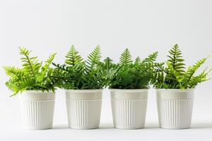 Rows of potted ferns in a white container photo