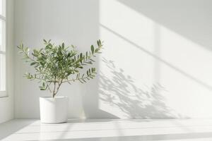 Small olive tree in a chic pot photo