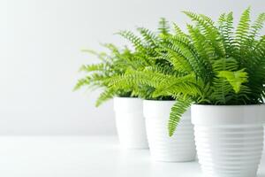 Rows of potted ferns in a white container photo