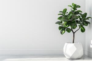 A potted fig tree displayed in a chic geometric pot. photo