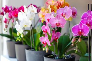 A potted orchid in bloom photo