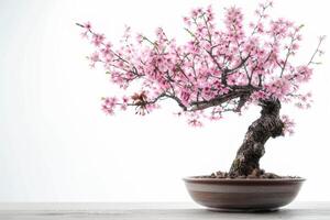 mini Cereza árbol en un decorativo maceta eso tiene delicado rosado flores foto