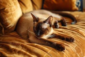 An elegant Siamese cat perched on a velvet cushion, its piercing blue eyes gazing intently into the distance photo