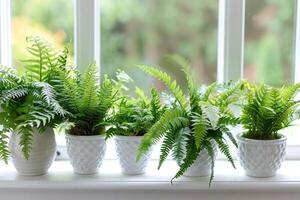 small potted fern Arranged on the windowsill photo