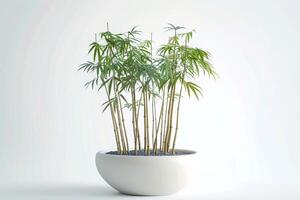 A single bamboo plant neatly planted in a simple container. photo