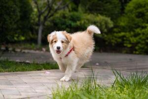 a small dog running on a brick path photo