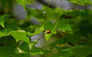 Ladybugs on leaves photo