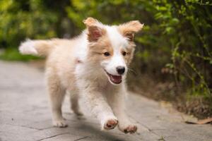 a small white and brown dog running on a paved path photo