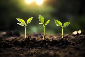 young sprout growing in the soil, photo