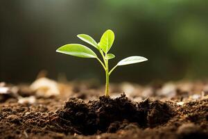 young sprout growing in the soil, photo