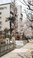 cherry blossoms in a city in Japan photo