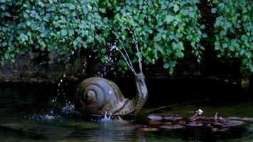 Canada victoria 10.10.2023 escargot Fontaine le célèbre jardins de boucher sur victoria île. Canada. le Butchart jardins video