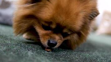 un de cerca de el pomeranio perro de Pomerania. él mira a el cámara con su lengua fuera video