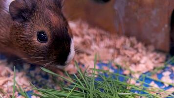 Close up of guinea pig sitting in hay and eating bread. video