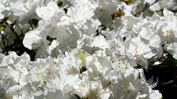 wit bloemen Aan een Sneeuwwitje boom detailopname bloeien mooi achtergrond de beroemd tuinen van slager Aan Victoria eiland. Canada. de butchart tuinen video