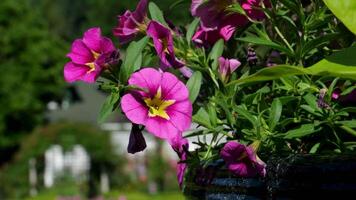 Violeta púrpura rosado vistoso pensamiento viola flor estacional cañada color planta el famoso jardines de carnicero en victoria isla. Canadá. el butchart jardines video