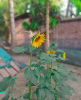 a sunflower growing in a garden photo