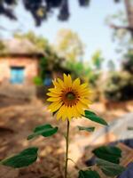 a single yellow sunflower in the middle of a field photo