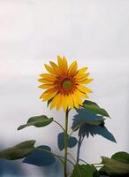 a sunflower with a shadow photo