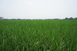 a large field of green grass photo