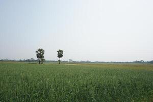 a field of green wheat with tall green stems photo