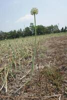 a field of onions with no leaves in the middle of the field photo