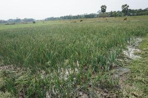 a field of tall grass with tall green plants photo