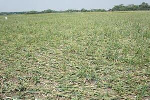 a field of onions with no leaves in the middle of the field photo