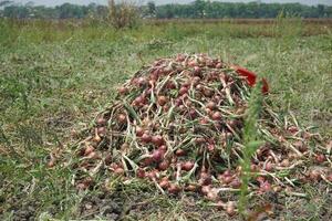 a field of onions with no leaves in the middle of the field photo