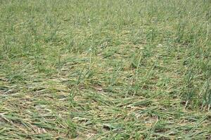 a field of onions with no leaves in the middle of the field photo