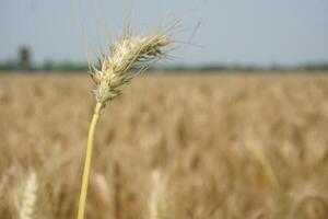 a field of wheat is shown in the distance photo