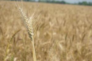 a field of wheat is shown in the distance photo