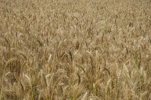 a field of wheat is shown in the distance photo