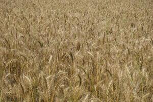 un campo de trigo es mostrado en el distancia foto