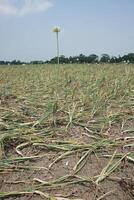 a field of onions with no leaves in the middle of the field photo