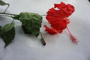 a red flower laying on a white background photo