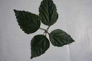 a leaf with leaves on it photo