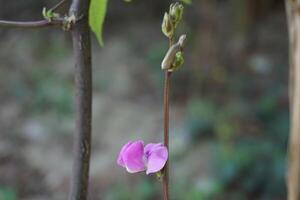 a single pink flower is growing on a stem photo