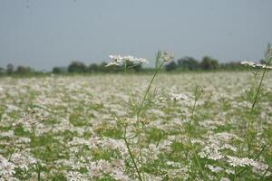 a field of white flowers in the middle of a field photo