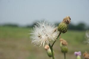 a field of wildflowers with a dandelion in the foreground photo